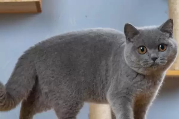 猫身上都有哪些种类的寄生虫 ,猫身上有体内和体外寄生虫插图2 猫身上都有哪些种类的寄生虫 ,猫身上有体内和体外寄生虫插图2