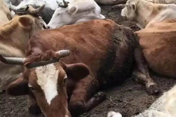 牛应激反应的表现与应对：精神紧张、四处张望的背后原因插图1