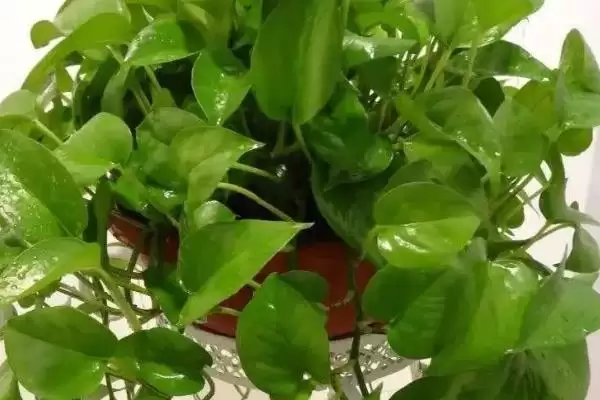 有哪些适合寝室养的植物，可以养绿萝、苹果竹芋等插图1