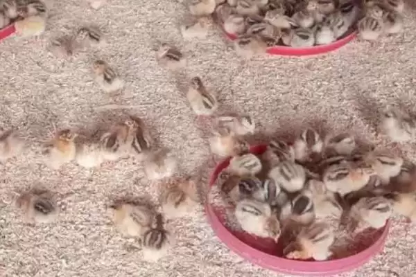 判断小鸡二十天能否放养的方法和重点?养鸡要做好哪些养殖阶段决策?插图2 判断小鸡二十天能否放养的方法和重点?养鸡要做好哪些养殖阶段决策?插图2