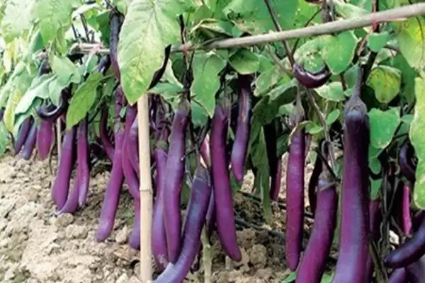 茄子结果成熟时间揭秘:大约10天左右的成长历程插图3 茄子结果成熟时间揭秘:大约10天左右的成长历程插图3