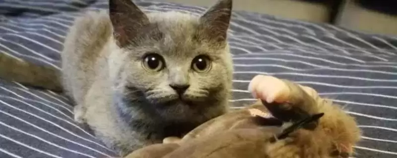 猫咪感冒了有哪些具体症状 ,猫咪感冒常频繁打喷嚏流清涕-会东网