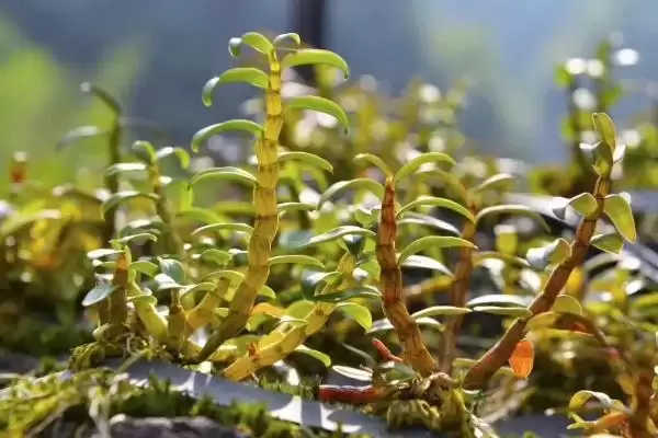 图片[3]-铁皮石斛有哪些种植要求？种植铁皮石斛要满足哪些科学的环境和技术要求？-会东网