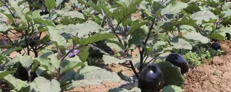 茄子亩产量揭秘:通常7000-8000斤左右的丰收成果-会东网