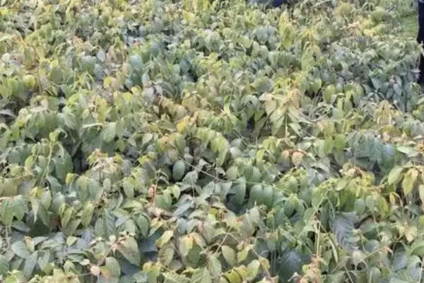 图片[4]-种植钩藤的效益和前景？种植钩藤需关注哪些经济发展要素？-会东网