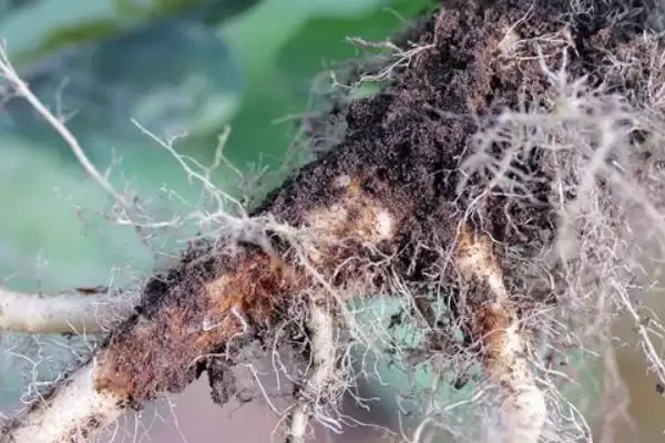 防治病虫害的适宜适期，害虫幼龄期、危险生育期、天敌敏感期适合用药插图12