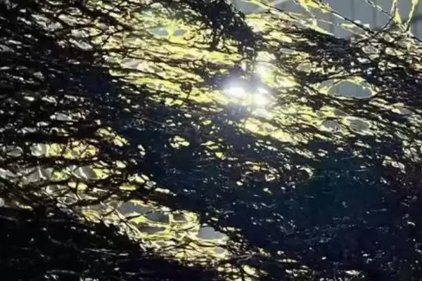 图片[4]-霞浦紫菜产地的要点和解读？了解霞浦紫菜产地需关注哪些关键信息？-会东网