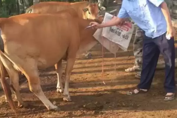 牛倒嚼嘴上有白沫的原因剖析:胃酸过多的症状与解决插图4 牛倒嚼嘴上有白沫的原因剖析:胃酸过多的症状与解决插图4