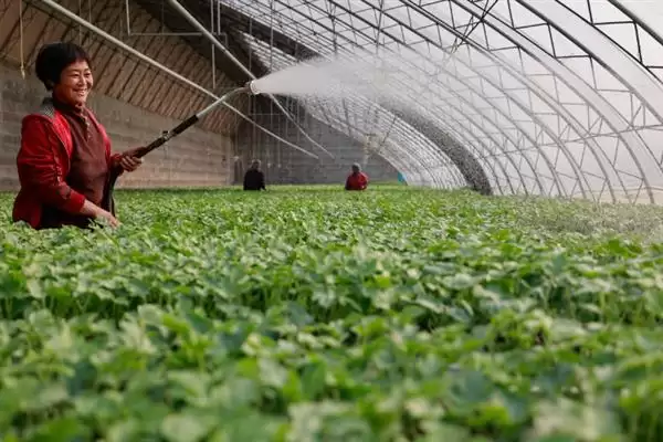 种植甜瓜防治烂瓜有啥方法和重点？种甜瓜要做好哪些细节？插图3