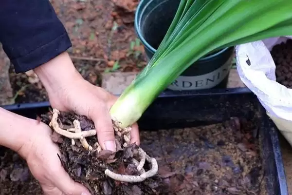 君子兰老空根的原因 ,哪些因素会导致君子兰老空根呢?插图3 君子兰老空根的原因 ,哪些因素会导致君子兰老空根呢?插图3