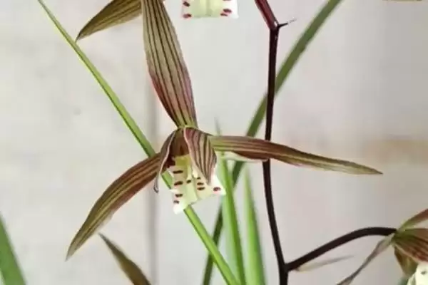 兰花的品种分类 ,兰花主要分为哪些常见品种呢?插图7 兰花的品种分类 ,兰花主要分为哪些常见品种呢?插图7