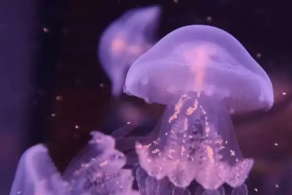图片[3]-水母常见的品种？认识水母常见品种要了解哪些关键的物种分类和特性？-会东网