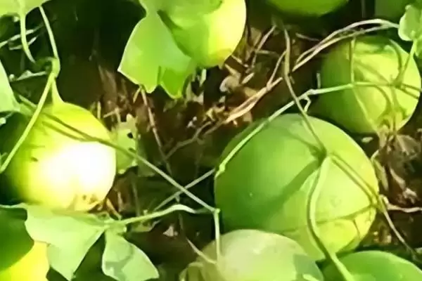 评估种植瓜蒌前景的方法和重点？分析瓜蒌前景要做好哪些细节？插图7