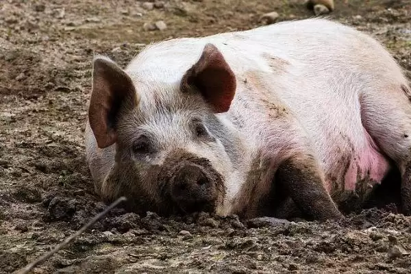 探究猪吃土原因的方法和重点?养猪要做好哪些健康隐患排查细节?插图2 探究猪吃土原因的方法和重点?养猪要做好哪些健康隐患排查细节?插图2