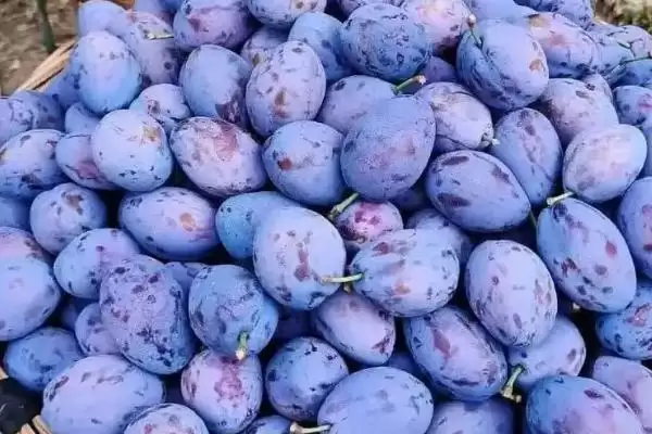 西梅几月份成熟上市，通常在8-9月份成熟上市插图3