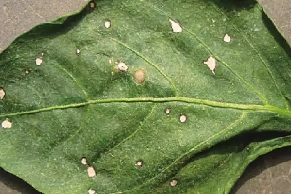 辣椒白星病的症状 ,辣椒白星病主要危害叶片的表现?插图2 辣椒白星病的症状 ,辣椒白星病主要危害叶片的表现?插图2