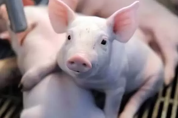 挑选让猪长得快饲料的方法和重点?养猪要做好哪些营养搭配细节?插图3 挑选让猪长得快饲料的方法和重点?养猪要做好哪些营养搭配细节?插图3