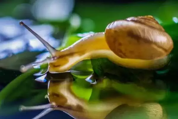 蛋鸡一天生多少个蛋,每天通常产1-2个蛋插图3 蛋鸡一天生多少个蛋,每天通常产1-2个蛋插图3