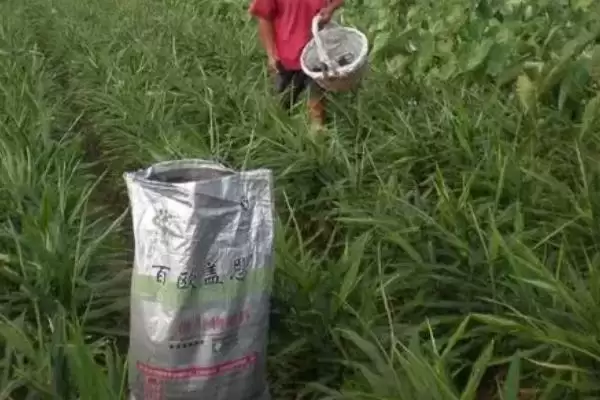图片[4]-生姜高产种植方法？种植生姜实现高产要遵循哪些科学的种植方法？-会东网