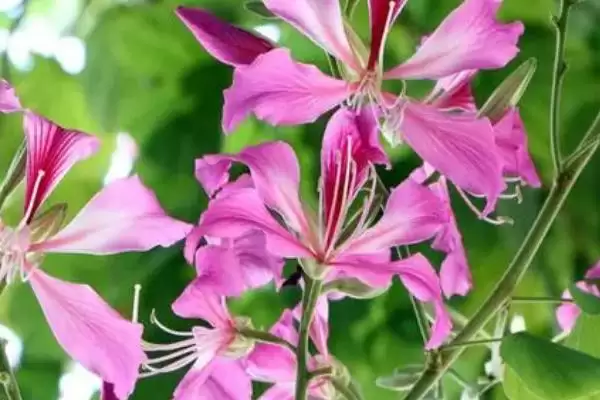 图片[4]-紫荆花不开花的原因和解决要点？解决紫荆花不开花需注意什么？-会东网