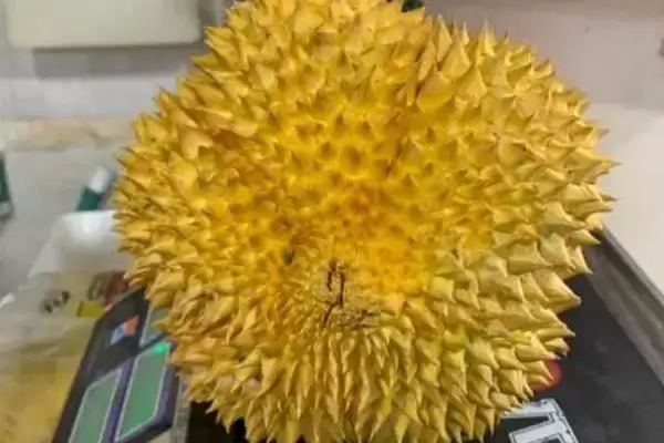 图片[3]-榴莲的价格影响因素 ,榴莲价格受地区季节影响如何？-会东网