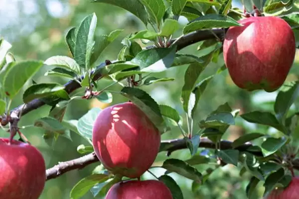 我国苹果产地，主要集中在北方插图1