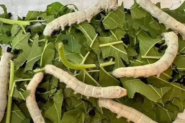 图片[6]-养蚕的方法和重点？养蚕要做好哪些细节？(3)-会东网