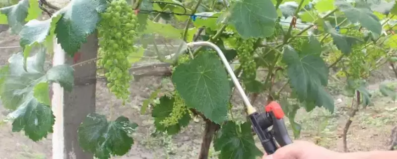 葡萄病虫害防治技术全解：不同病害为害部位的应对策略-会东网