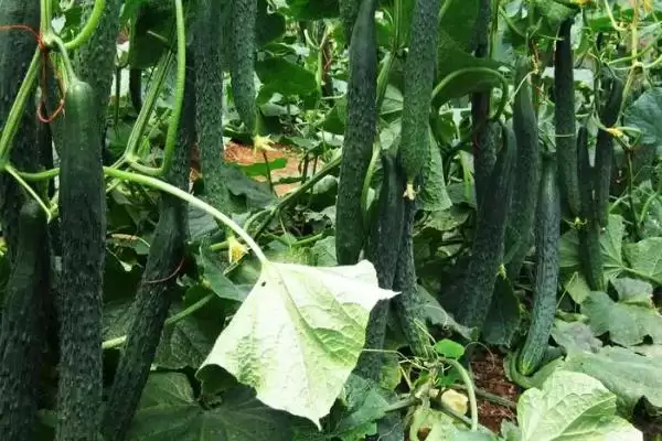 种植黄瓜的方法和重点？种黄瓜要做好哪些细节？插图1