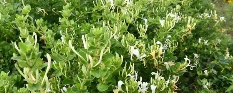 金银花的种植技术 ,金银花有哪些繁殖种植技术-会东网