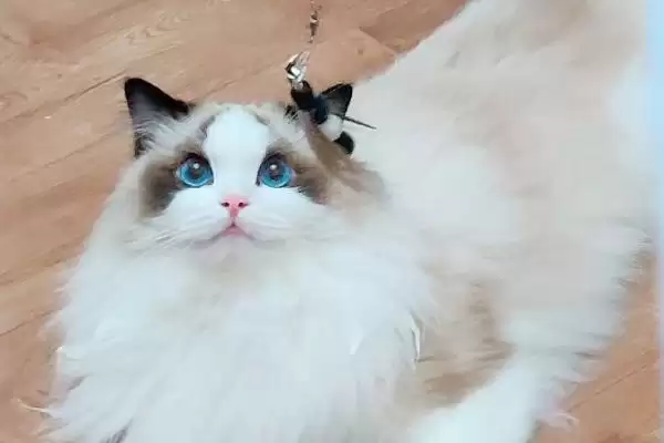 猫眼睛总是饱含泪水是何原因 ,猫患结膜炎可能致眼睛总含泪插图3 猫眼睛总是饱含泪水是何原因 ,猫患结膜炎可能致眼睛总含泪插图3