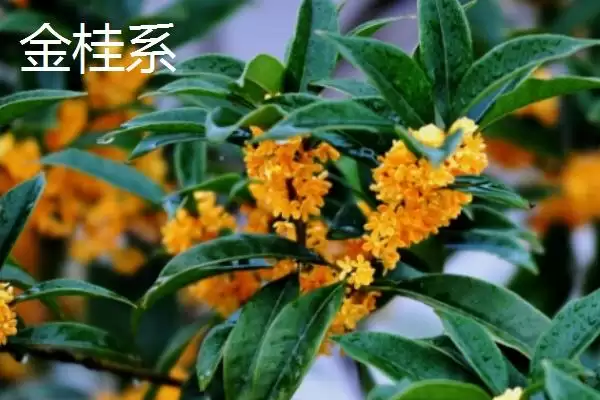 图片[6]-日香桂和四季桂的区别？区分日香桂和四季桂要关注哪些差异？-会东网