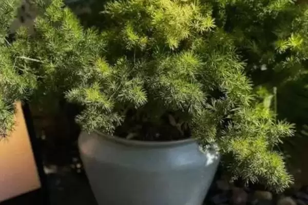 图片[4]-蓬莱松简介：多年生常绿草本植物的独特魅力-会东网