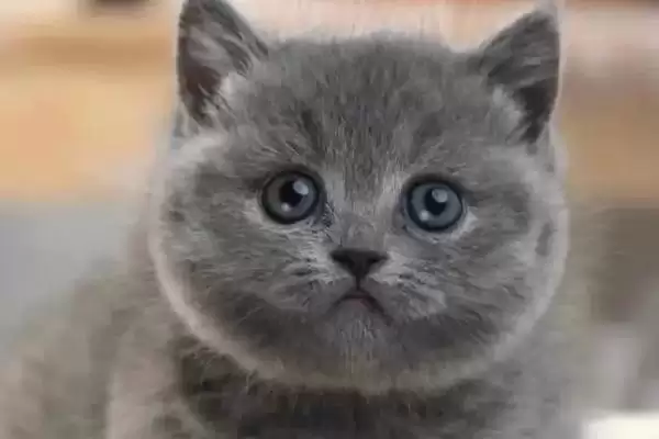 猫咪为什么喜欢抓蟑螂呢 ,昆虫对猫咪有天然吸引力致抓蟑螂插图3 猫咪为什么喜欢抓蟑螂呢 ,昆虫对猫咪有天然吸引力致抓蟑螂插图3