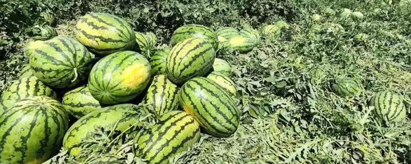 了解西瓜生长过程的方法和重点?认识西瓜生长要做好哪些细节?-会东网