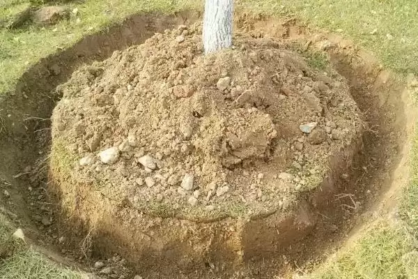 苹果树的叶片变黄如何处理,可采取喷施硫酸亚铁等措施插图3 苹果树的叶片变黄如何处理,可采取喷施硫酸亚铁等措施插图3