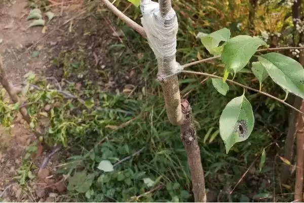 图片[3]-柿树的嫁接成活率怎么提高？提高柿树嫁接成活率要掌握哪些技巧？-会东网