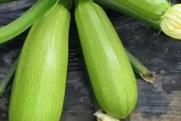 西葫芦种植技术的方法和重点?种西葫芦要做好哪些细节?插图7 西葫芦种植技术的方法和重点?种西葫芦要做好哪些细节?插图7