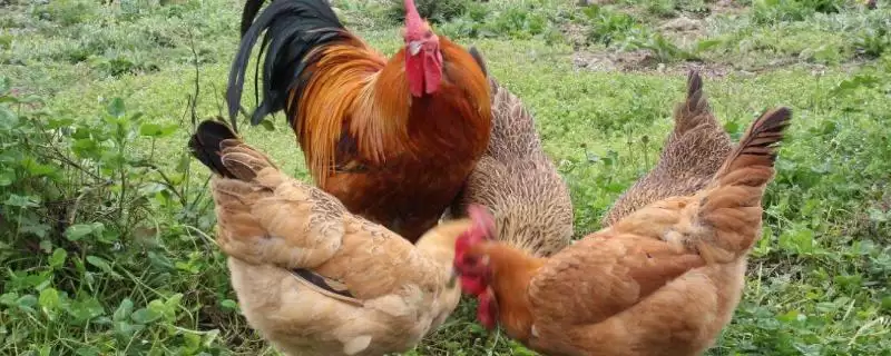 认识土鸡种类特征的方法和重点？养鸡要做好哪些鸡种认知？-会东网