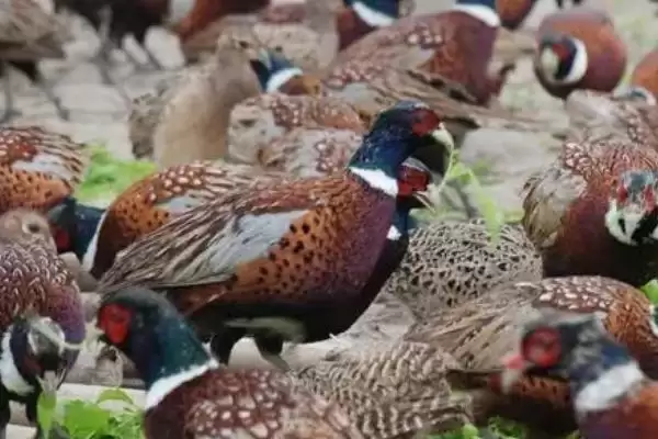 评估养殖七彩山鸡可行性的方法和重点?养鸡要做好哪些项目评估?插图1 评估养殖七彩山鸡可行性的方法和重点?养鸡要做好哪些项目评估?插图1