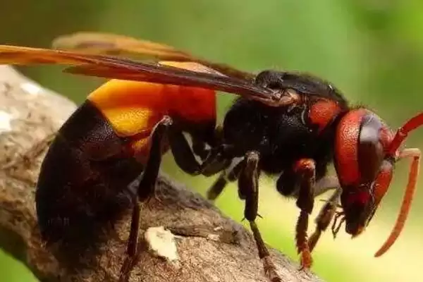 虎头蜂蛰了会死吗，被蛰者可能会有生命危险插图3