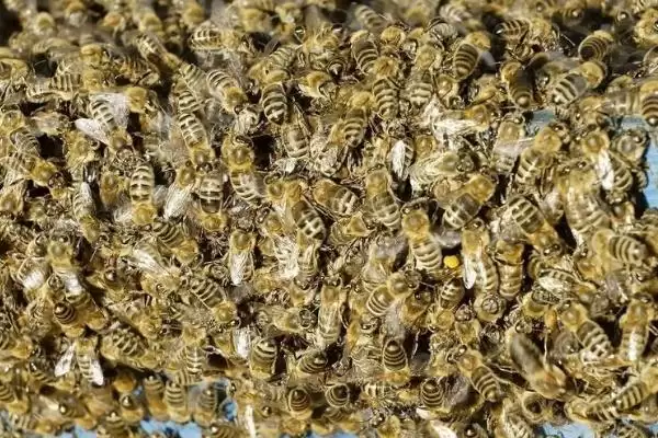 图片[2]-如何有效用卫生球防治蜂螨，研成粉末后放入蜂箱底部即可-会东网