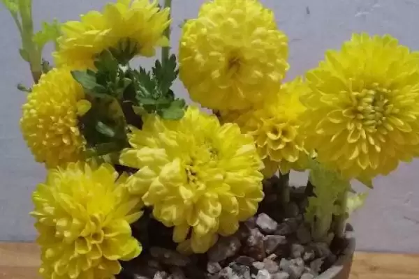 盆栽菊花施肥时机:除冬天外其他季节施肥的技巧插图3 盆栽菊花施肥时机:除冬天外其他季节施肥的技巧插图3