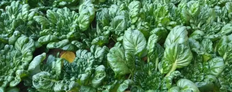乌塌菜种植的方法和要点？种植乌塌菜要掌握哪些关键步骤？-会东网