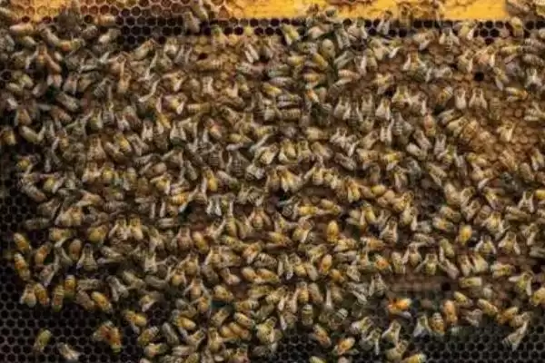 图片[4]-养蜂入门技术，这7个方面都需掌握-会东网