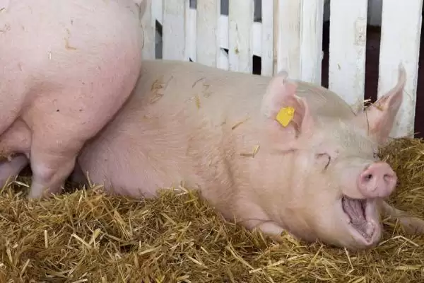 迷你猪到底会不会长大呢 ,迷你猪虽长得慢但最终也是会长大的插图5