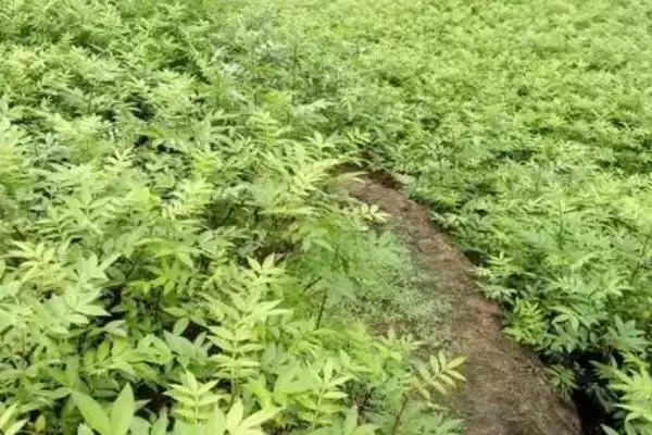 图片[5]-花椒苗在哪买？就近苗木基地的优势你知道吗？-会东网
