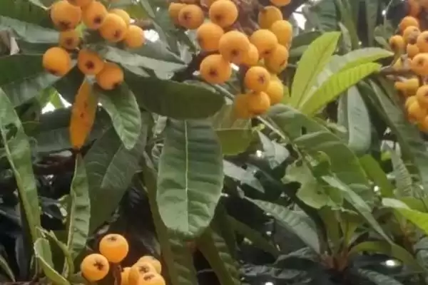 枇杷苹果密蛎蚧,刚开始为害时叶片后为害枝条插图1 枇杷苹果密蛎蚧,刚开始为害时叶片后为害枝条插图1