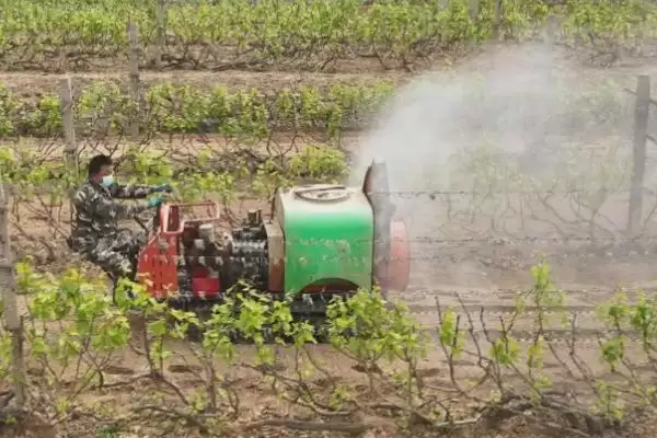 葡萄补钙方法全解：喷施或淋施钙肥的操作要点插图2