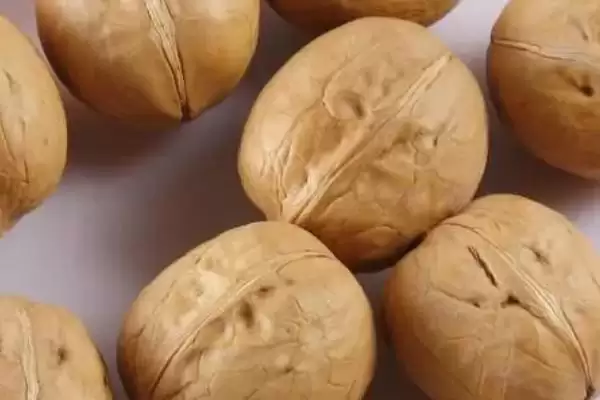 农村种植项目适合选什么,红富士苹果具有可观前景插图4 农村种植项目适合选什么,红富士苹果具有可观前景插图4